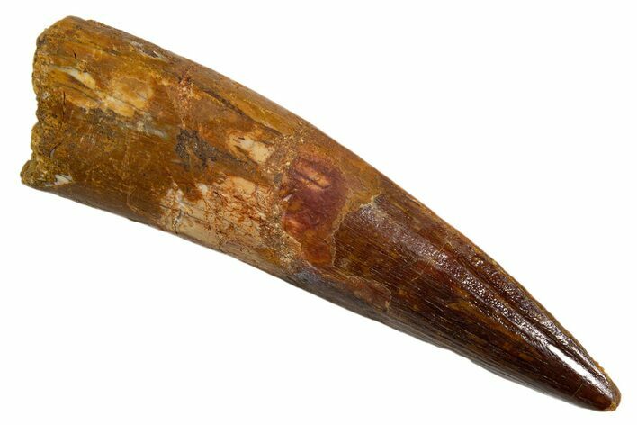 Fossil Spinosaurus Tooth - Real Dinosaur Tooth #324848